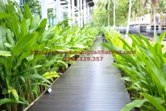 go-ngoai-troi-conwood-awood-exwood-60